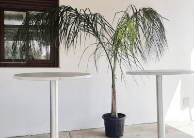 Complejo rural en la sierra de Málaga compuesto de 3 casas con piscinas independientes bien equipadas y rodeadas de naturaleza.